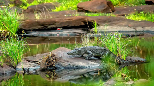 Parambikulam Wildlife Sanctuary